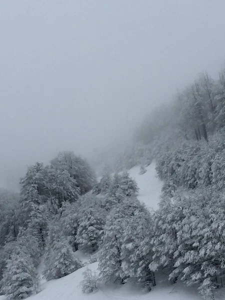 Forêt Enneigée San Carlos Bariloche — Photo