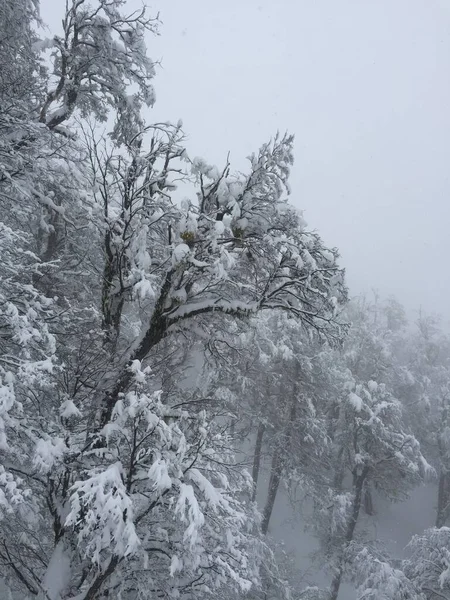 Bosque Nevado San Carlos Bariloche —  Fotos de Stock