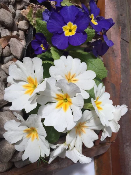 Flores Colores Una Primula Polyantha —  Fotos de Stock