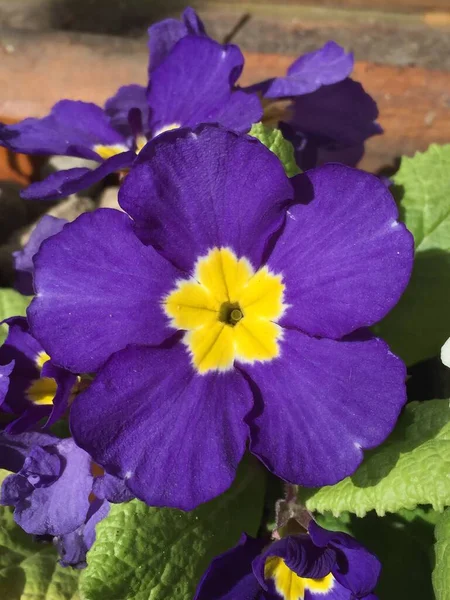 Flores Colores Una Primula Polyantha —  Fotos de Stock