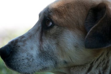 Beyaz bir köpeğin yüzü