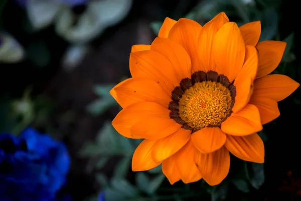 美しいオレンジの花のクローズアップ ガザニア — ストック写真