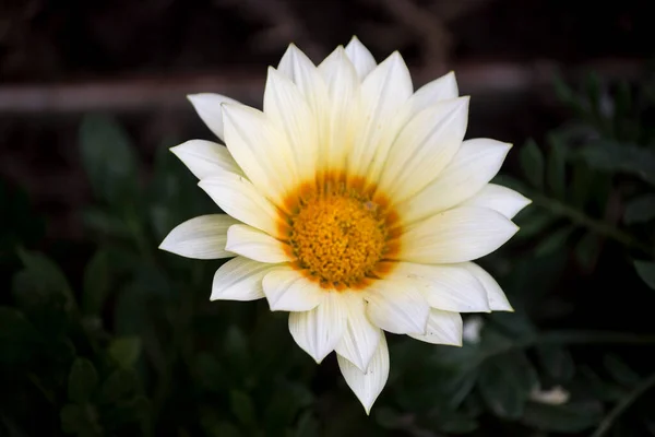 美しい白い花のクローズアップ ガザニア — ストック写真