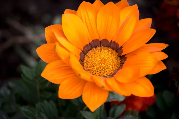 Närbild Vacker Apelsinblomma Jordanien — Stockfoto