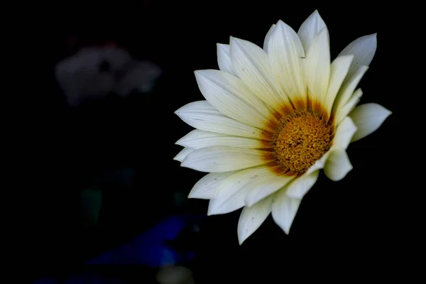 Close Beautiful White Flower Gazania — Stock Photo, Image