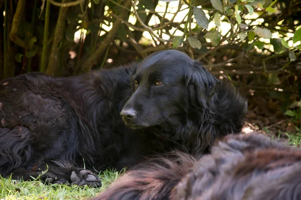 Портрет Черной Собаки Отдыхающей — стоковое фото