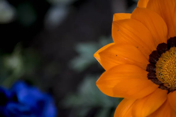 아름다운 오렌지 사진입니다 — 스톡 사진