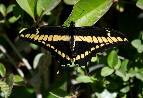 Красочная Оранжевая Бабочка Papilio Thoas — стоковое фото