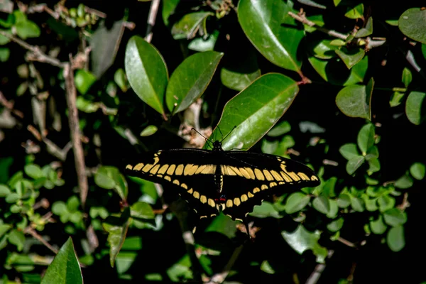 Kleurrijke Oranje Vlinder Papilio Thoas — Stockfoto