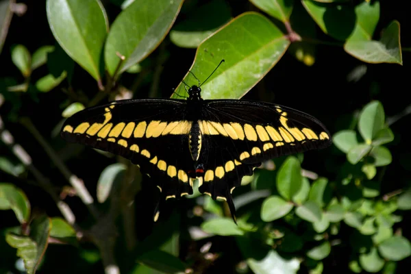 Mariposa Naranja Colorido Papilio Thoas —  Fotos de Stock