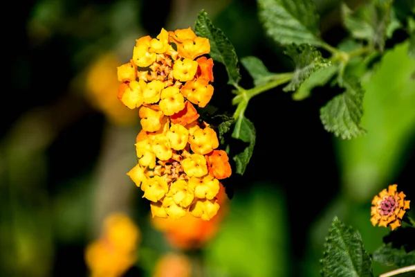 Flor Vermelha Amarela Uma Camara Lantana — Fotografia de Stock