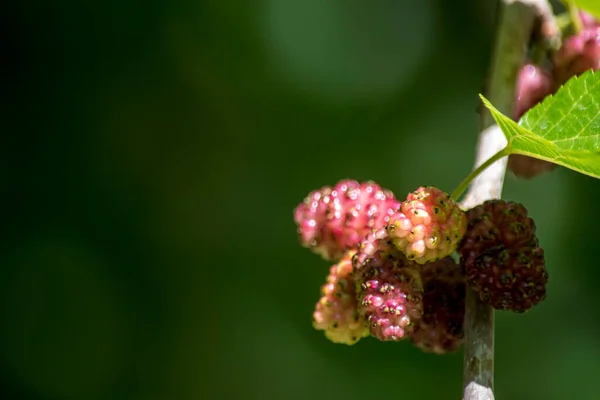 Deliziose More Sull Albero — Foto Stock