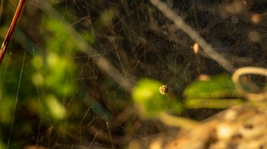 Dağların etrafındaki kırsal alanda güzel doğa.