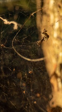 Dağların etrafındaki kırsal alanda güzel doğa.