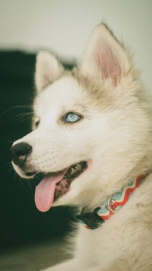 Sibirya kurtları evin oturma odasında oynuyorlar.