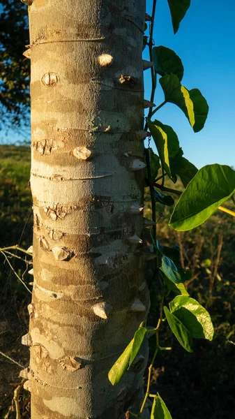 Prachtige Natuur Het Platteland Rond Bergen — Stockfoto