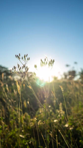 Bela Natureza Campo Torno Montanhas — Fotografia de Stock