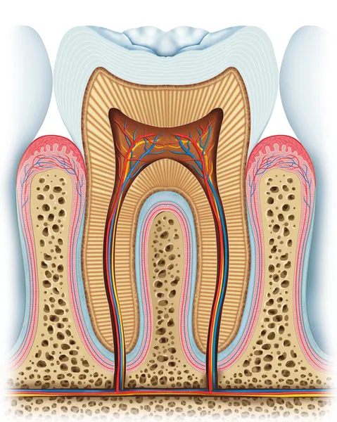 牙齿内部的解剖学说明. — 图库照片
