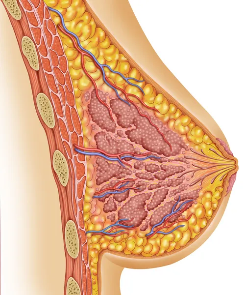 Anatomia da mama feminina Fotografias De Stock Royalty-Free