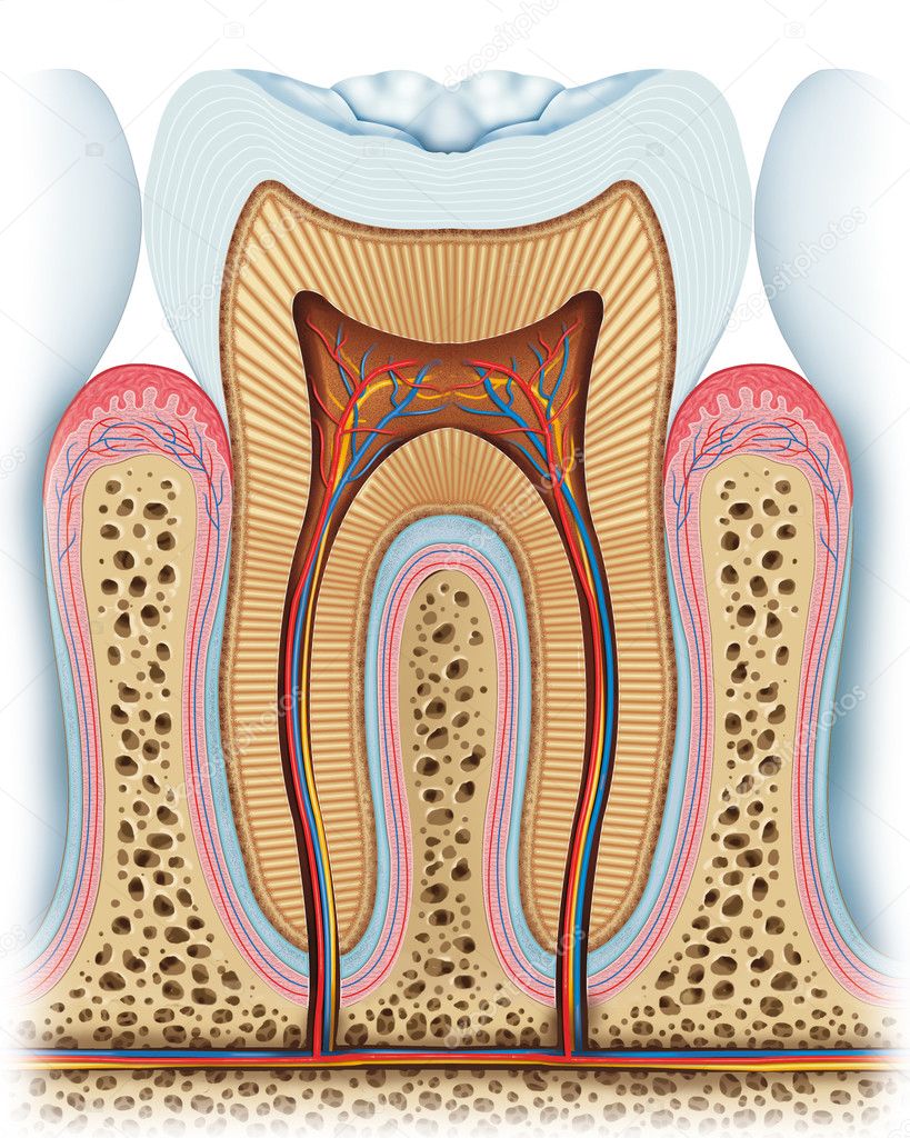 Anatomical illustration of the interior of the tooth.