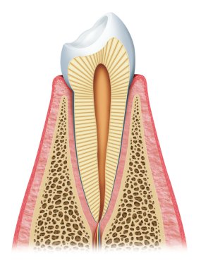 Dişin iç kısmı ve sakızın anatomik çizimi..