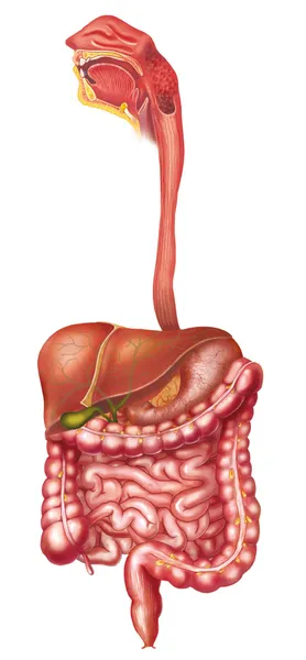 Digestive system — Stock Photo, Image