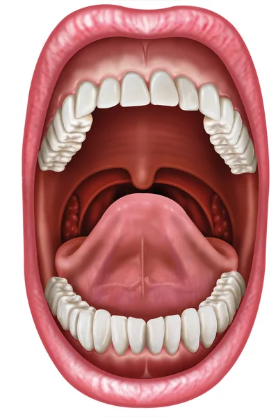 Anatomiczna ilustracja jamy ustnej — Zdjęcie stockowe