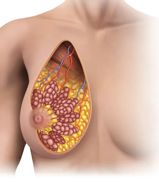 Женская грудь — стоковое фото