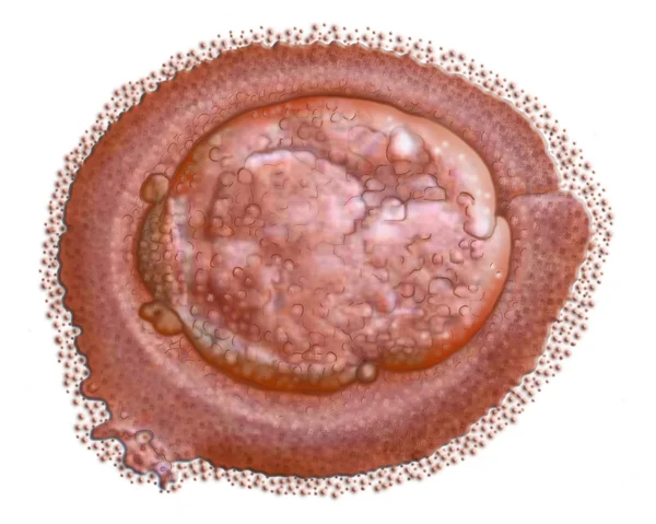 Материнские клетки — стоковое фото