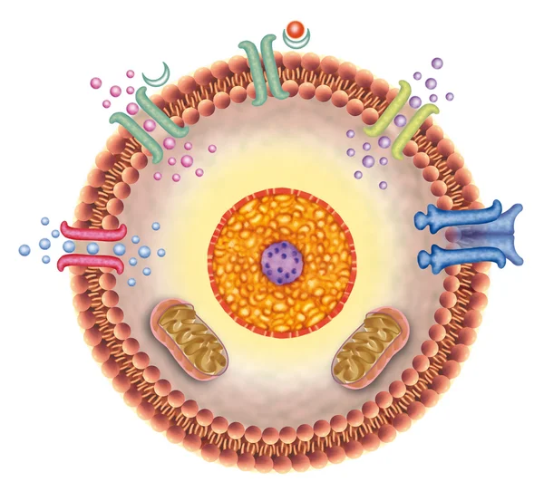 Mottagande cell — Stockfoto