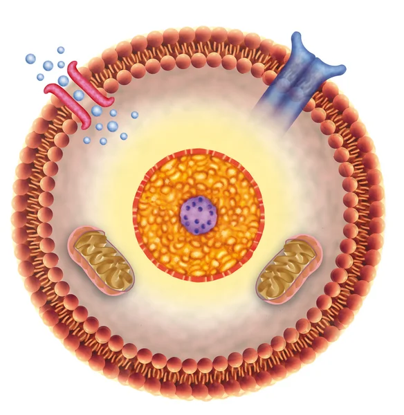 Cellula ricevente — Foto Stock