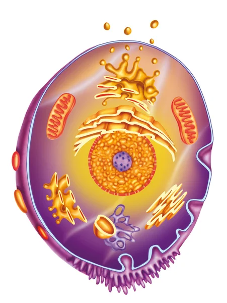 Hücre — Stok fotoğraf