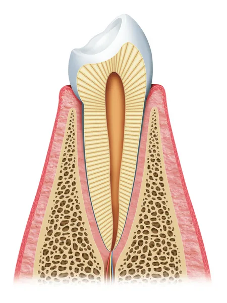 Ilustração anatômica do interior do dente e da gengiva. — Fotografia de Stock