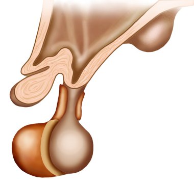 Pituitary gland clipart