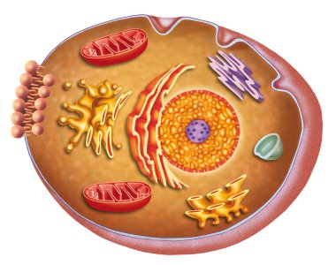 İnsan hücresinin anatomisi ve özellikleri