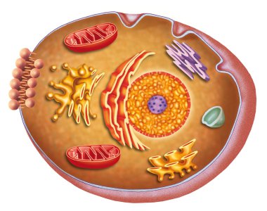 Anatomy and characteristics of the human cell clipart