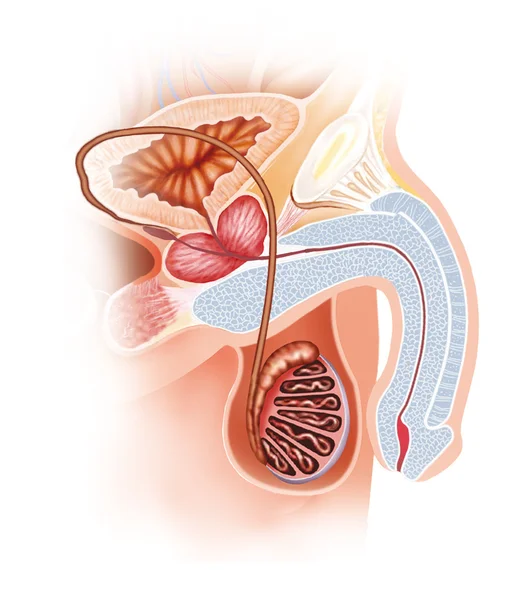 Sistema reproductor masculino — Foto de Stock