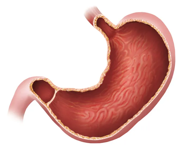 Żołądek — Zdjęcie stockowe