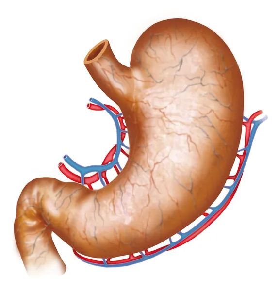 Human stomach — Stock Photo, Image