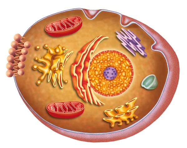 Anatomy and characteristics of the human cell — Stock Photo, Image