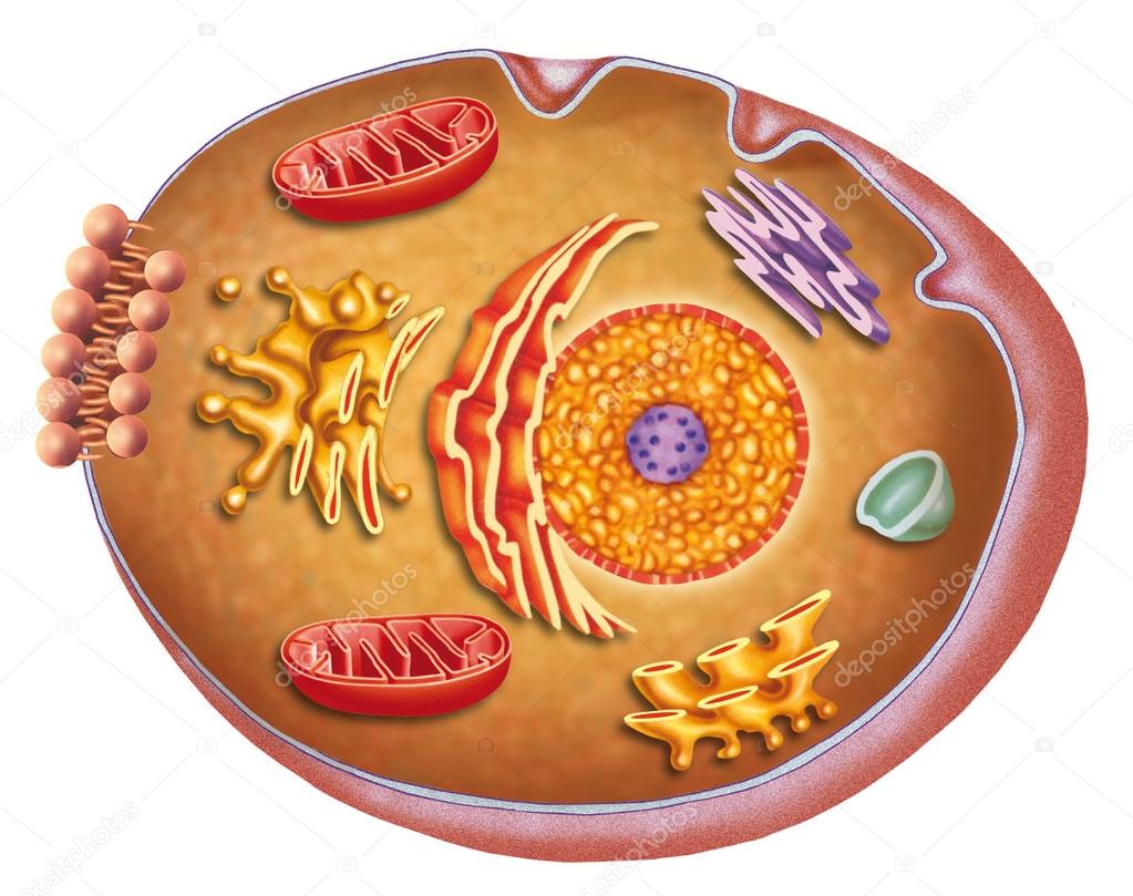Anatomy and characteristics of the human cell