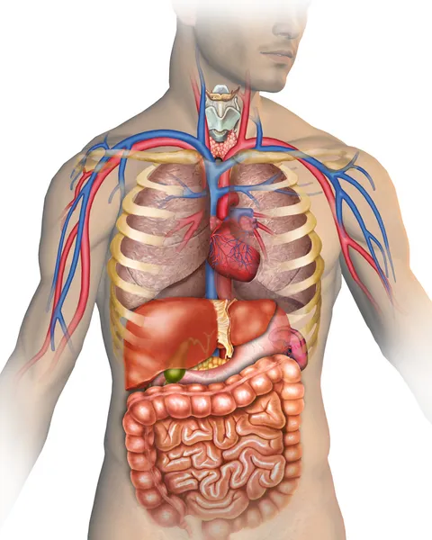 Cuerpo humano —  Fotos de Stock