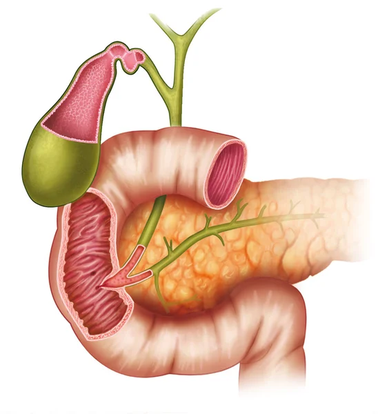 Duodenum pancreas — Stock Photo, Image