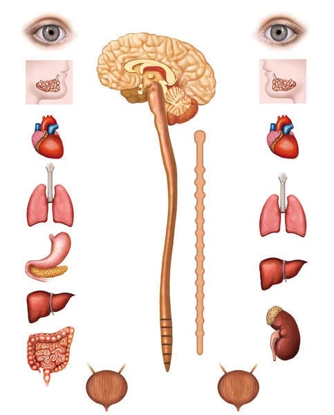 Human organs — Stock Photo, Image