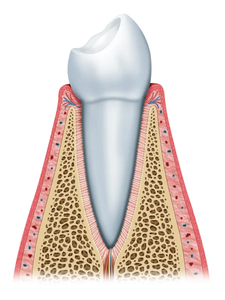 Обычный зуб Стоковая Картинка