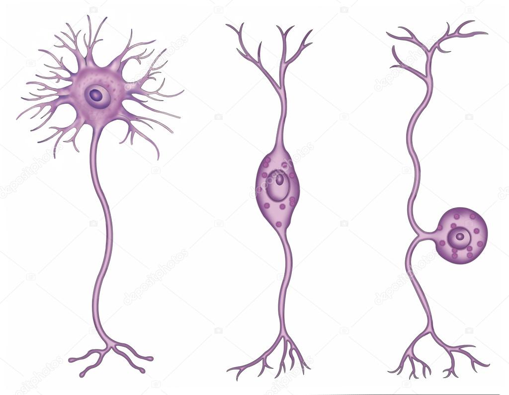 Fotos de Tipos de neuronas Imagen de © Alexilus 18976849