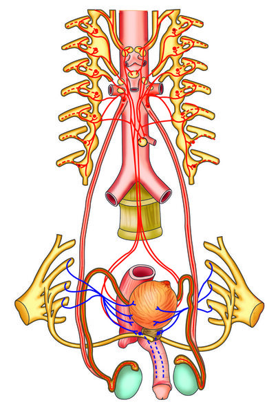 Testicular function