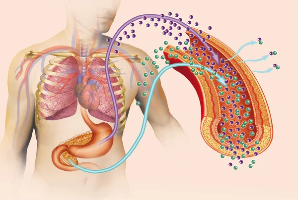 Diabetes type — Stockfoto