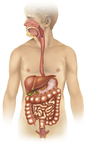 Digestive apparatus — Stock Photo, Image