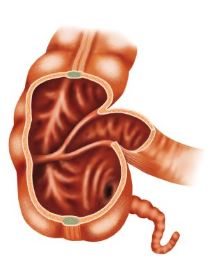 ileum. çekum